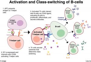 Maximum Immune System Response V2.1 5.5g