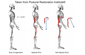 Postural Restoration Institute - Postural Respiration 2017