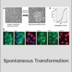 Jennifer McLean - Spontaneous Transformation