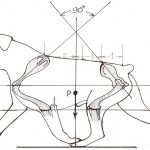 Evgenij Yerusalimsky - BioMechanical Model and Harmony in Dog Structure seminar