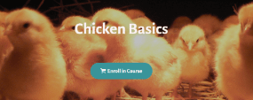 Deborah Niemann - Chicken Basics